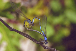 Bluet damselflies in mating wheel. Photo by Edna Greig
