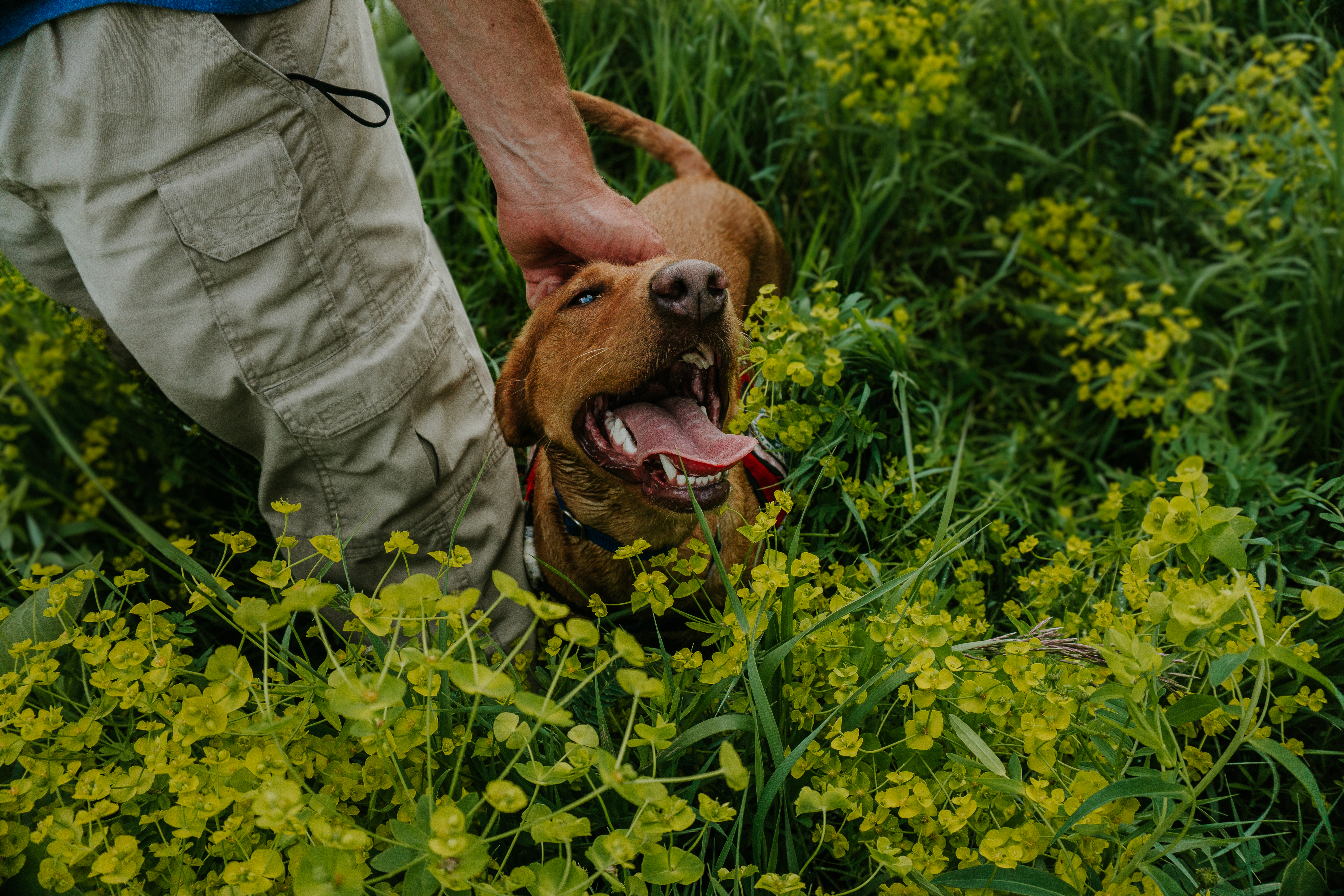 Trail Conference Conservation Dog Dia. Photo by Arden Blumenthal.