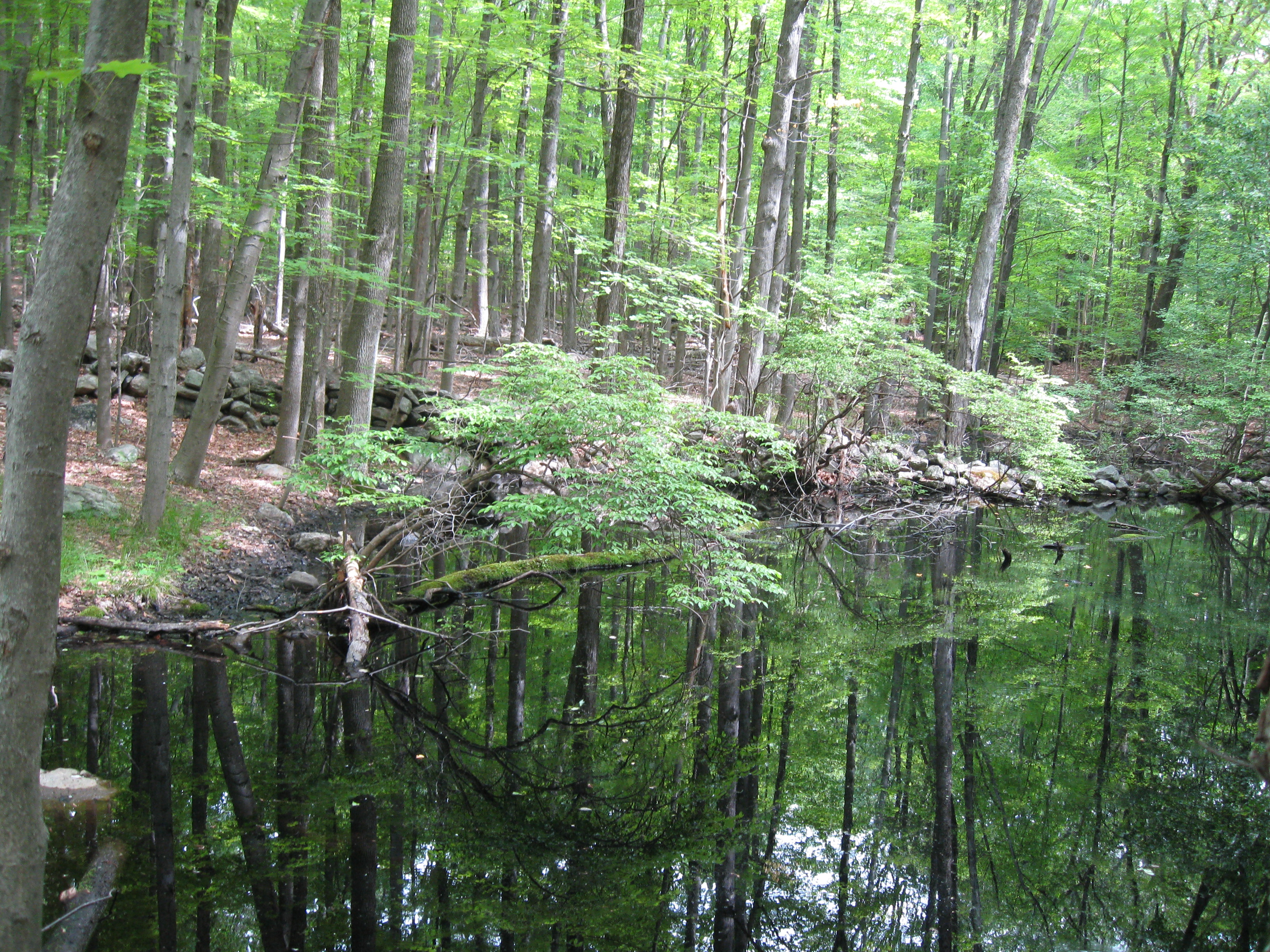 By a pond at Ward Pound Ridge Reservation - Photo: Jane Daniels