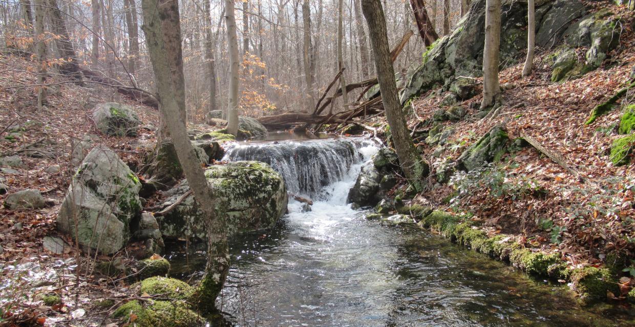 Cascading stream on the Manaticut Point Trail in Norvin Green State Forest. Photo by Daniel Chazin.