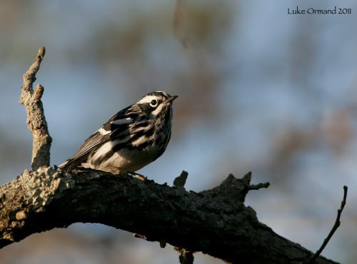 Long island Birds