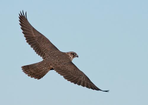 Long island Birds