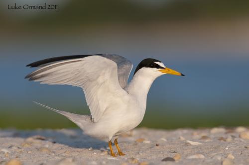 Long island Birds