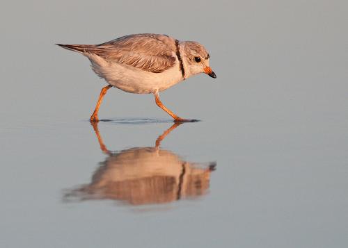 Long island Birds